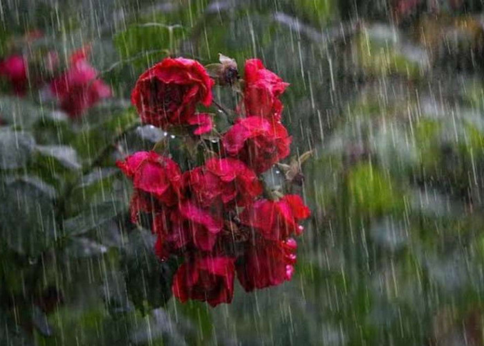 Prakiraan Cuaca Hari Ini, Waspada Musi Banyuasin Nanti Malam Berpotensi Hujan Lebat