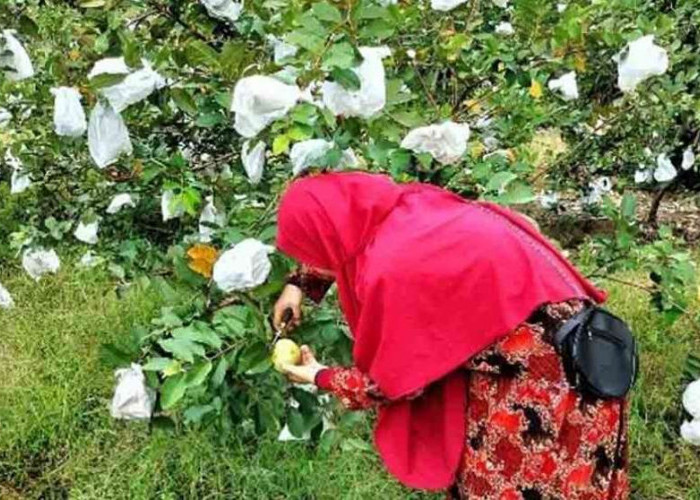 Di Kecamatan Sanga Desa Ternyata Ada Wisata Memetik Buah, Disini Lokasinya