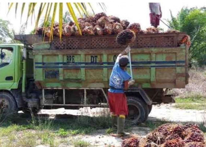 Berikut Harga Buah Sawit di Kecamatan Sanga Desa Diawal Bulan, Belum Banyak Perubahan