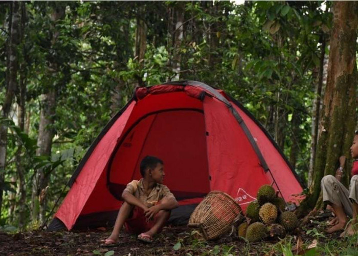 Ingin Wisata Camping Sambil Menunggu Durian Jatuh, Disini Lokasinya, Masih di Wilayah Sumsel