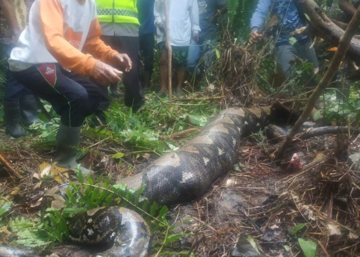 Wanita Paruh Baya di Jambi Dimangsa Ular Piton, Saat Nyadap Karet