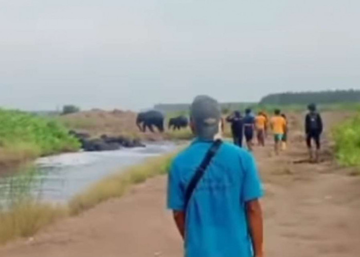 Kawanan Gajah Liar di Kecamatan Air Sugihan Makin Meresahkan, Sering Masuk Pemukiman