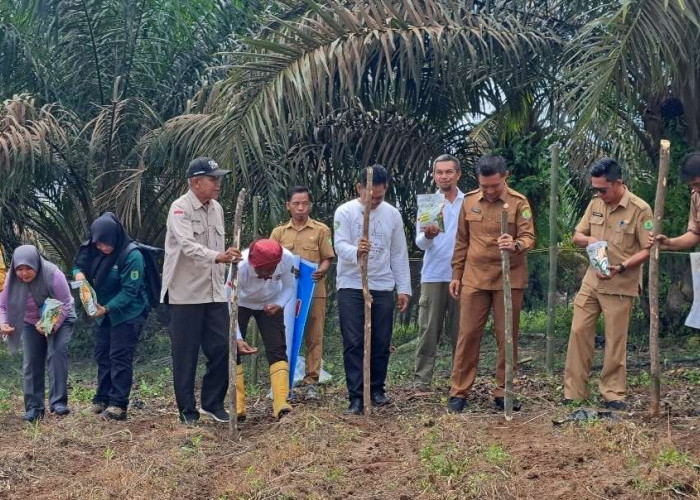 Desa Srigunung Jalankan Program Ketahanan Pangan 2025, Fokus Peternakan Sapi dan Budidaya Jagung