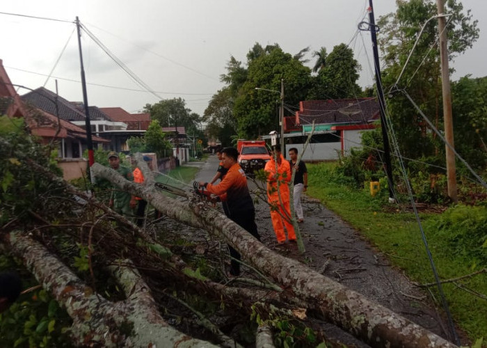 Pohon Tumbang di Kota Sekayu, Sempat Ganggu Arus Lalin di Jalan Lapas, BPD Muba Langsung Evakuasi