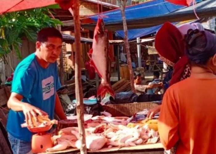 Dipenghujung Agustus Harga Ayam Potong di Sanga Desa Merangkak Naik