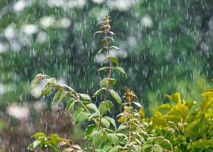 Hari Ini Muba Berpotensi Hujan, Berikut Prakiraan Cuaca Lengkap Provinsi Sumsel