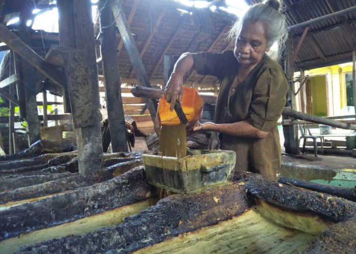 Begini Proses Pembuatan Gambir di Desa Toman, Tetap Pertahankan Cara Tradisional