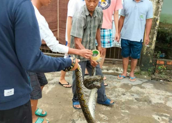 Heboh, Ular Piton Masuk Rumah Warga