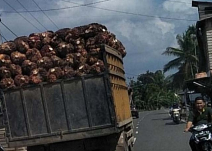 Banyak Truk Angkutan Sawit Tak Pakai Jaring Pengaman, Pengguna Jalinteng di Sanga Desa Resah