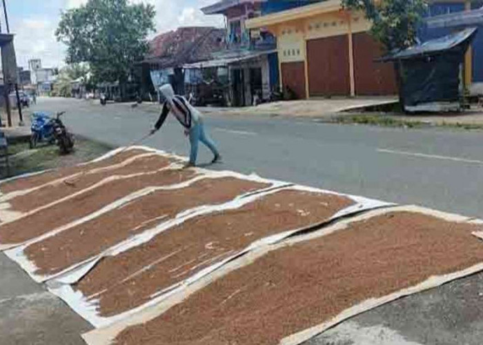 Cuaca Panas, Dimanfaatkan Warga Sanga Desa Jemur Gabah, Pengeringan Bisa Lebih Cepat