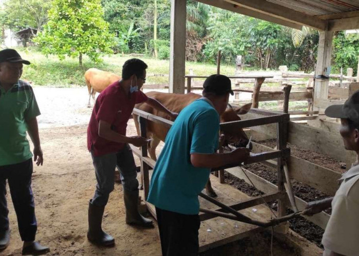 Peternak Sungai Lilin Dibuat Galau, Banyak Indukan Mati Diserang Penyakit, Harga Jual Rendah