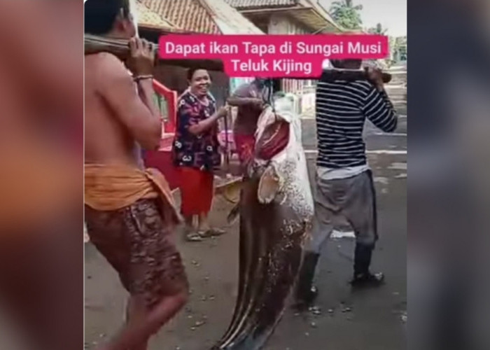 Heboh, Warga Teluk Kijing Tangkap Ikan Tapa Raksasa, Berat Capai 50 Kg