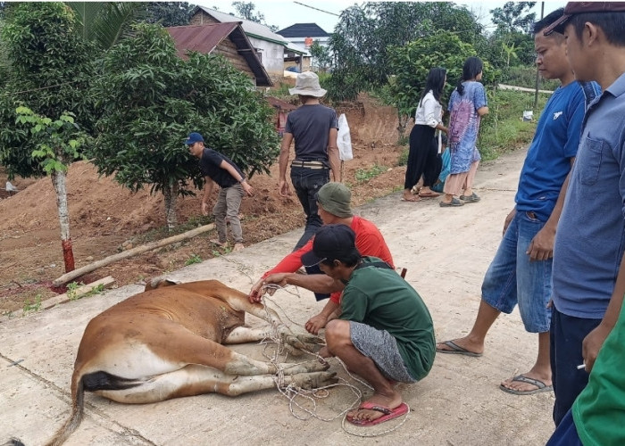 Hangatnya Tradisi Mancang di Muara Enim, Patungan Sapi Jadi Ajang Silaturahmi Sambut Ramadhan 1447 H