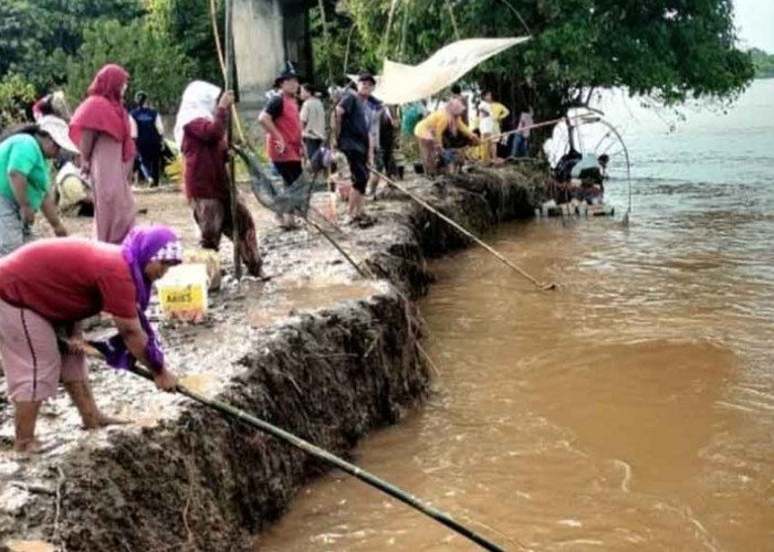 Air Sungai Musi Surut, Warga Sanga Desa Ramai Berburu 'Ikan Mudik'