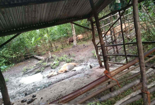 Belum Ada Bantuan, Peternak C1 Sungai Lili Beli Obat Sendiri Untuk Mengobati Sapi Terserang Penyakit Mirip PMK