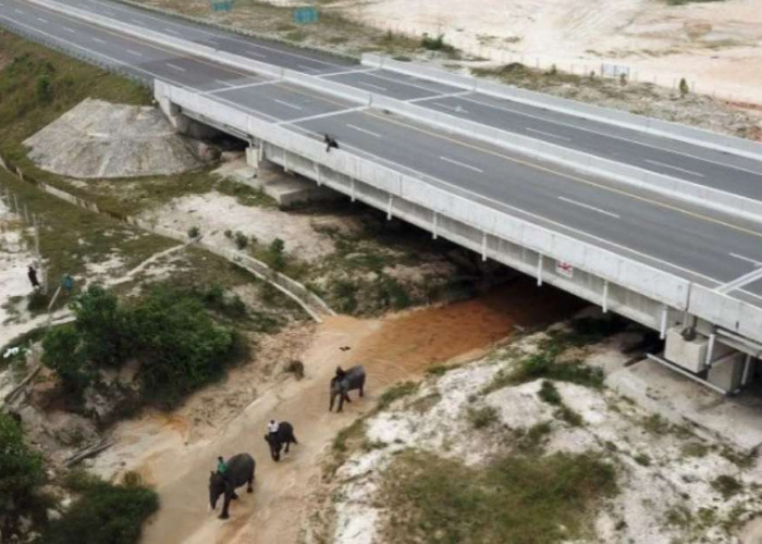 Mengenal Tol Pekanbaru - Dumai, Tol Trans Sumatera Yang Sediakan Terowongan Khusus Gajah