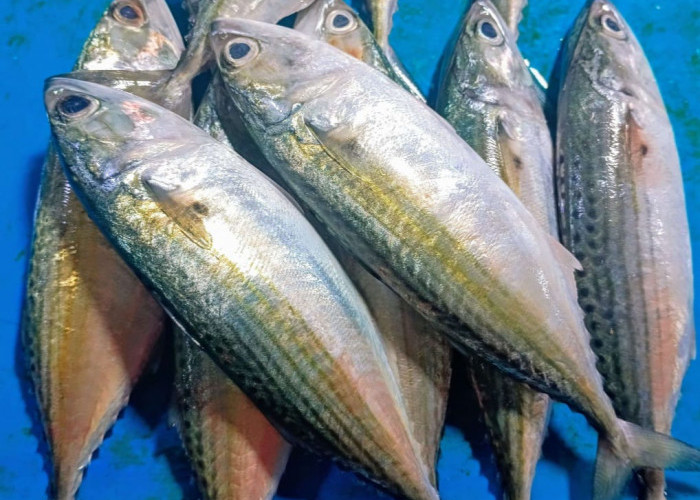 Banyak Dijual Dipasar Tradisional, Ini Jenis Ikan yang Punya Kandungan Gizi Lebih Tinggi dari Salmon