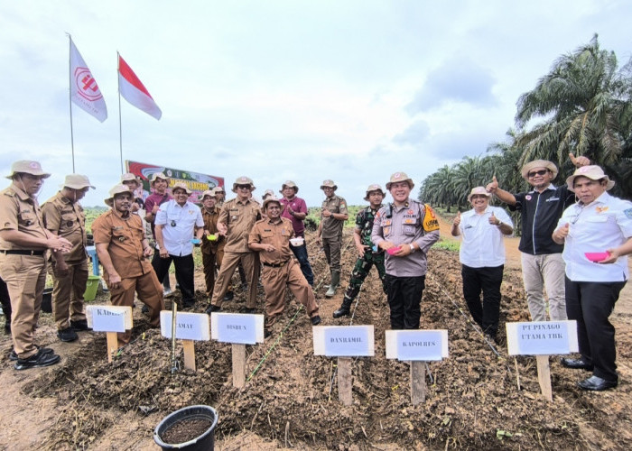 Tanam Jagung 4.4 Hektare, PT Pinago Utama Tbk dan Anak Perusahan Dukung Program Ketahanan Pangan