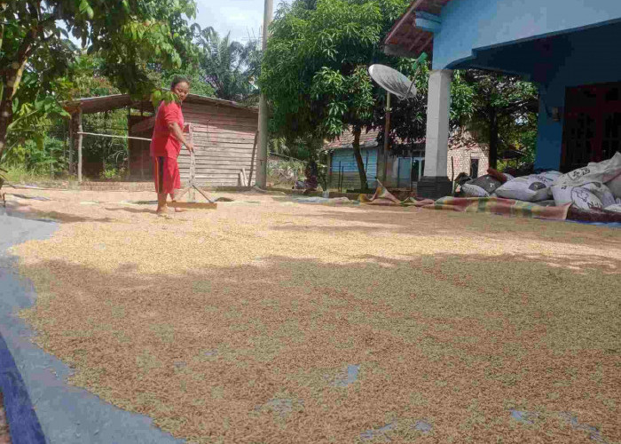Petani Sawah di Desa Pinang Banjar Sungai Lilin Berharap Perhatian Pemerintah