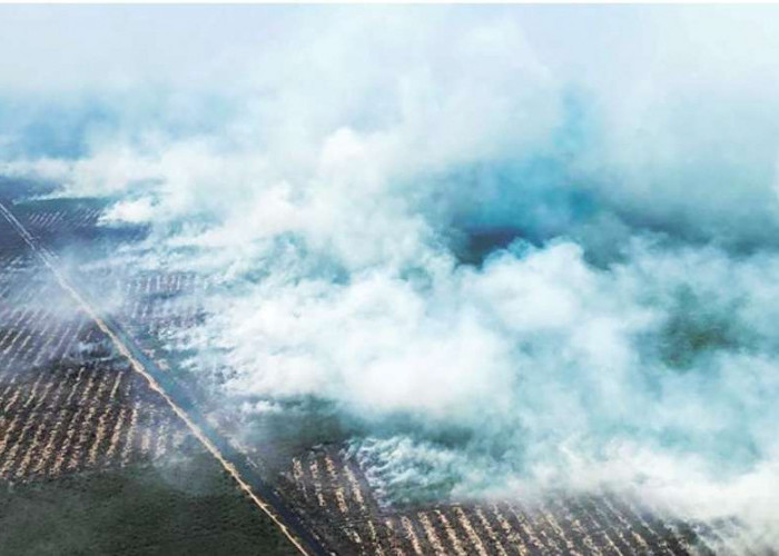 Provinsi Sumsel Sumsel Masuk Peringkat 12 Karhutlah, Ini Jumlah Luasan Lahan Terbakar