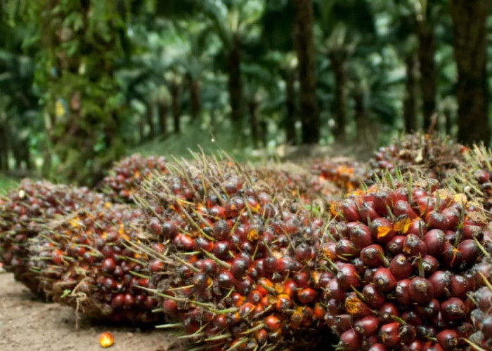 Petani Tersenyum, Segini Harga Sawit Ditingkat Touke di Sekayu