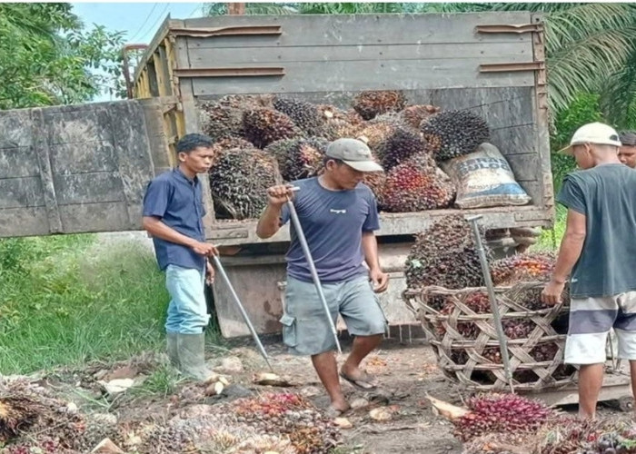 Jelang Tahun Baru, Harga Jual Kelapa Sawit di Sanga Desa Stabil