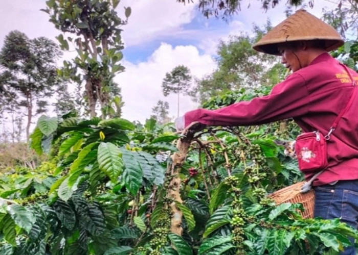 Dipenghujung Tahun 2024 Harga Kopi di Muara Enim Kembali Turun, Petani Pun Meringis