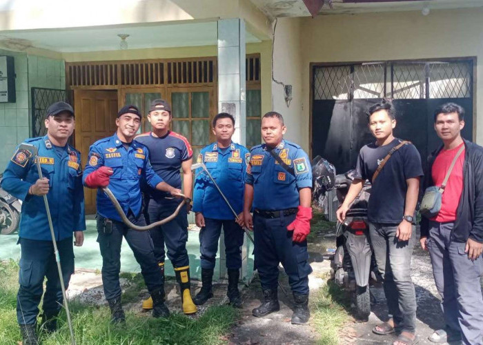 Masuk Kamar Warga, Ular Berhasil Dievakuasi Tim Damkar Muba dalam Hitungan Menit