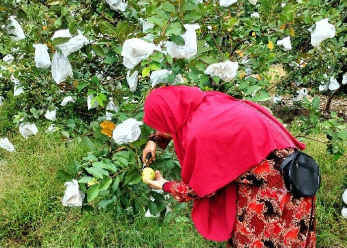 Wisata Murah di Kecamatan Sanga Desa, Bisa Petik Jambu Kristal Langsung Dari Pohon