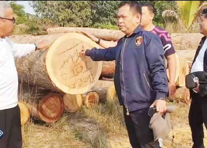 Polda Sumsel Bongkar Aksi Illegall Logging di Desa Macan Sakti Sanga Desa, Ini Jumlah Barang Bukti Diamankan