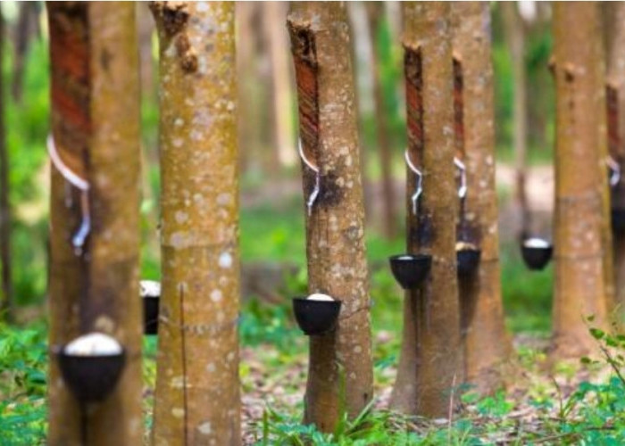Total Kebun Karet di Sumsel Capai 1,2 Juta Hektar, Muba Miliki Hamparan Paling Luas
