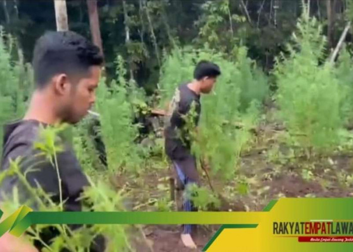 Tim Gabungan Temukan Lahan Ganja di Kabupaten Empat Lawang, Ribuan Batang Ganja Disita