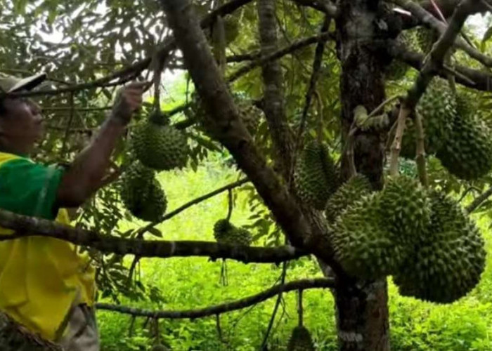 Ingin Miliki Tanaman Durian Buah Banyak, Lakukan Beberapa Tips Berikut