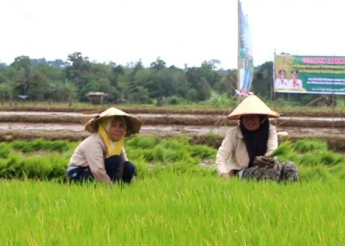 Sejumlah Petani Padi di Empat Lawang Gagal Panen, Ternyata Ini Penyebabnya