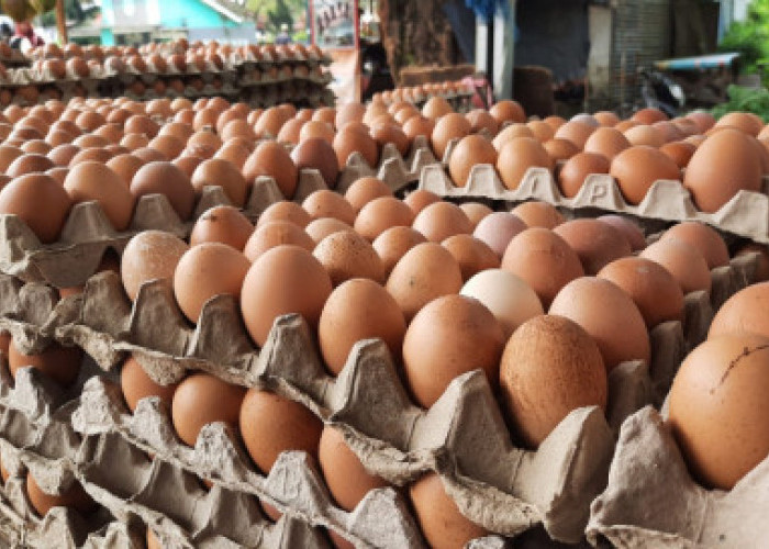 Kamu Perlu Tahu, Ternyata Ini Batas Maksimal Konsumsi Telur per Hari Agar Kolesterol Tidak Naik