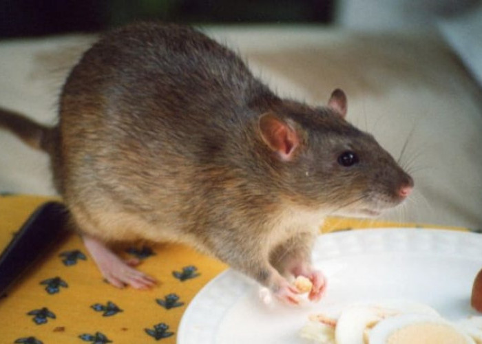 Ini Aroma yang Efektif Usir Tikus Dari Dalam Rumah!