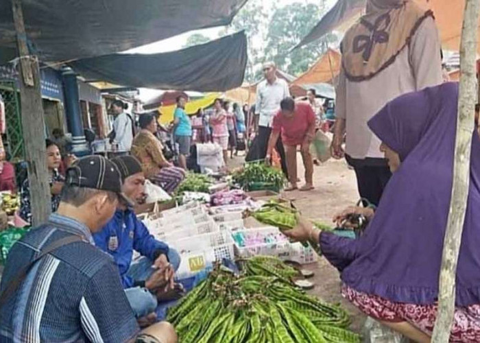 Meski Stok Melimpah, Harga Petai di Sanga Desa Masih Tinggi