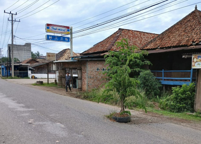 Bentuk Kewaspadaan, Warga Desa Toman Tanam Pohon Ditengah Jalan Sekayu Lubuk Linggau