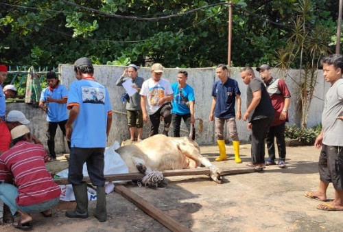 Sumatera Ekspres Grup Potong Tiga Ekor Hewan Kurban