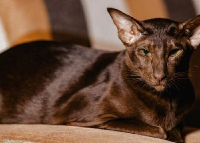Mengenal Lebih Jauh 5 Ras Kucing Paling Langka di Dunia, Nomor 1 Seing Dikira Berasal Dari Indonesia