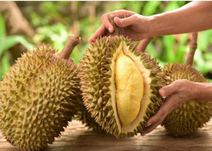Sedang Panen Raya, Inilah Wilayah Penghasil Buah Durian Terbanyak di Muba