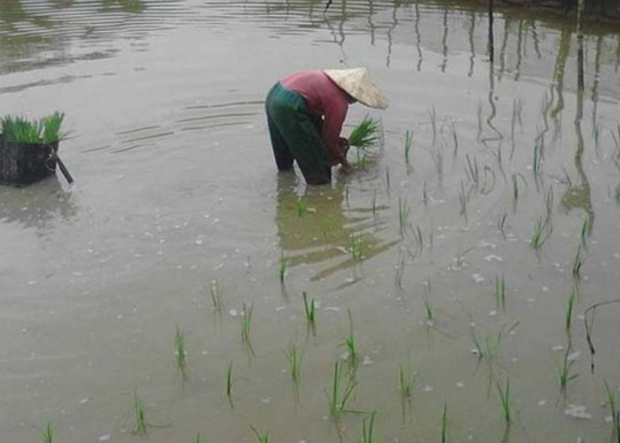 Intensitas Hujan Tinggi, Petani di Sanga Desa 'Galau', Berpotensi Gagal Panen