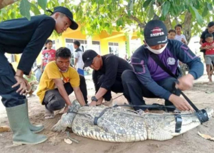 Masuk Tambak Udang, Buaya Besar Ditangkap Pawang