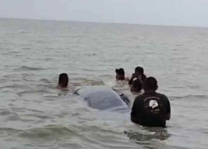 Paus 10 Meter Terdampar di Sungai Somor OKI, Evakuasi Terkendala Perairan Dangkal