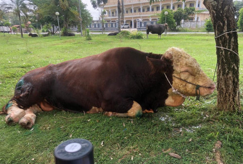 Kurban 36 Ekor Sapi, Pemkab Muba Sebar ke Panti Asuhan Hingga Lapas 