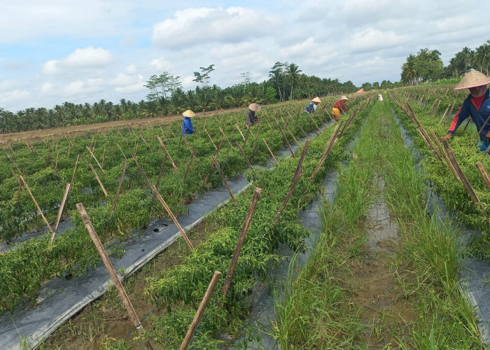 Upaya Kendalikan Inflasi Muba Pj Bupati H Apriyadi Cetuskan Program GEMERA, Apa Itu?