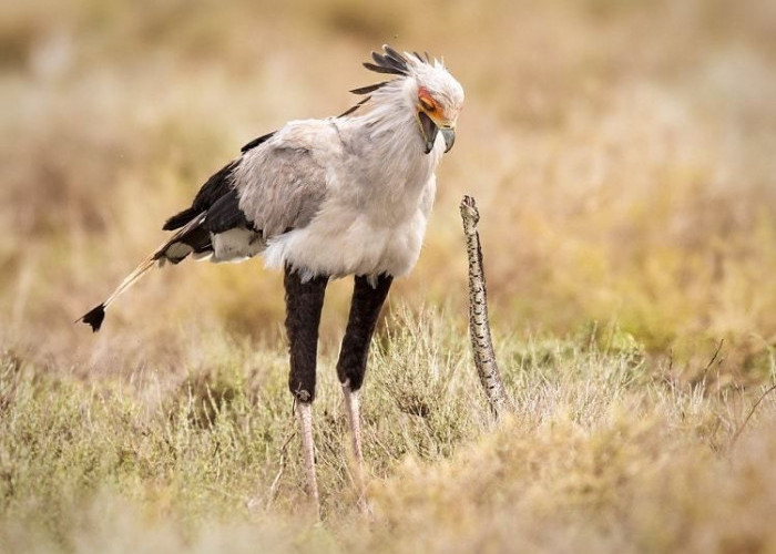 Cantik Tapi Mematikan, Burung Ini Paling Ditakuti Oleh Ular, Kenapa?