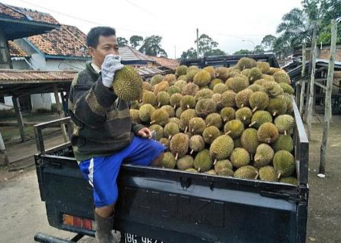 Masa Panen, Harga Durian Turun