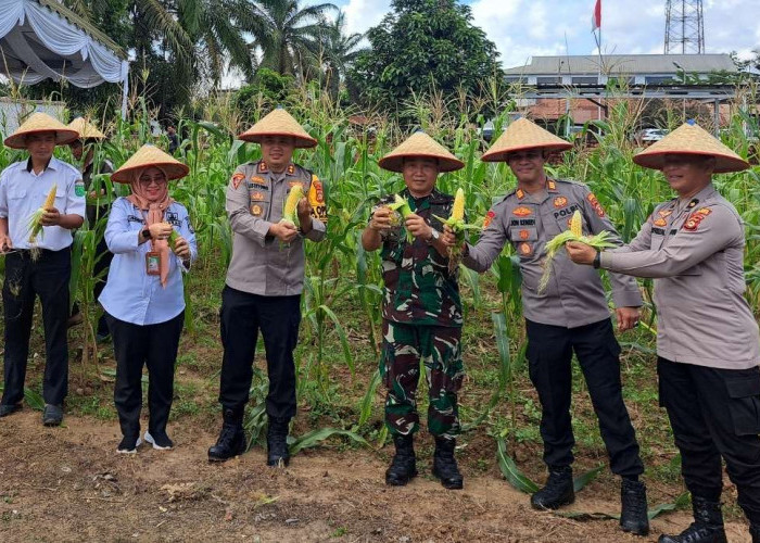 Polres Muba Gelar Panen Raya Jagung Tahap 1 Sebanyak 30 H, Secara Simbolis Digelar di Sungai Lilin