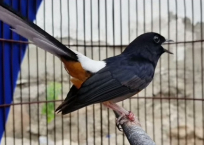 Inilah 10 Burung Peliharaan Bagus Untuk Dirumah, Dipercaya Membawa Keberuntungan